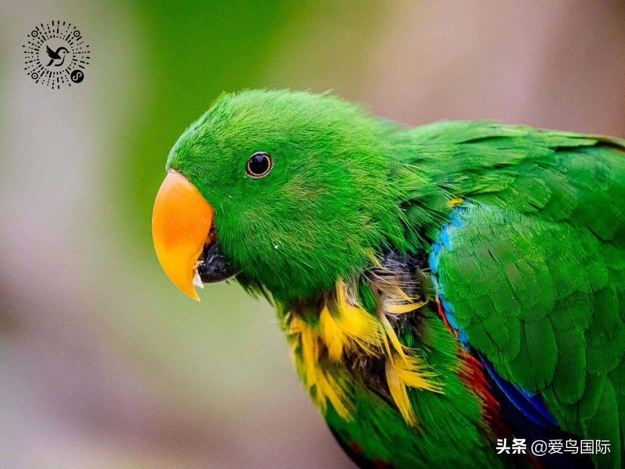 奥林巴斯2000m,奥林巴斯40-150r镜头评测