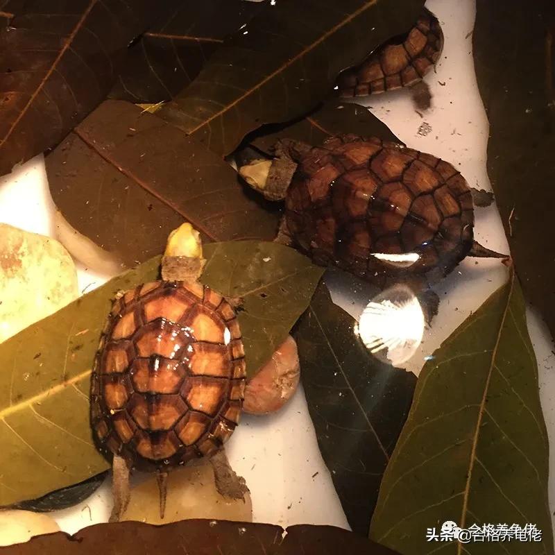 养龟细节与技术,养龟龙眼叶红色与绿色的哪个好