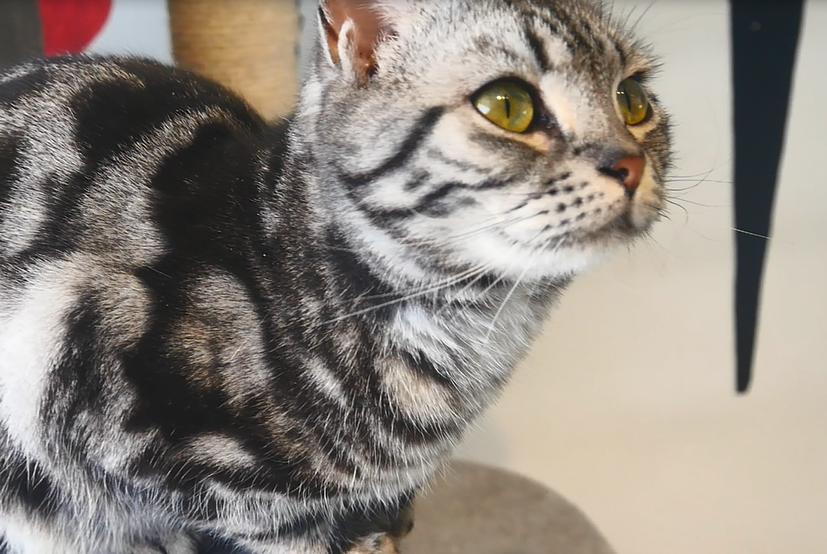 英短猫怕人怎么办,短毛猫刚到新家应该怎么办