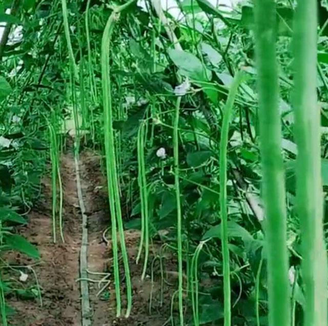 豆角钻心虫打什么药效果最好,豆角生长过程中如何防治病虫害