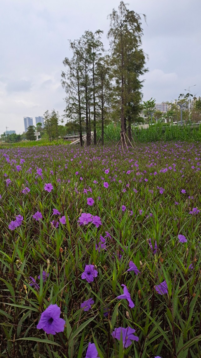 珠海井岸黄楊河湿地公园,20200927