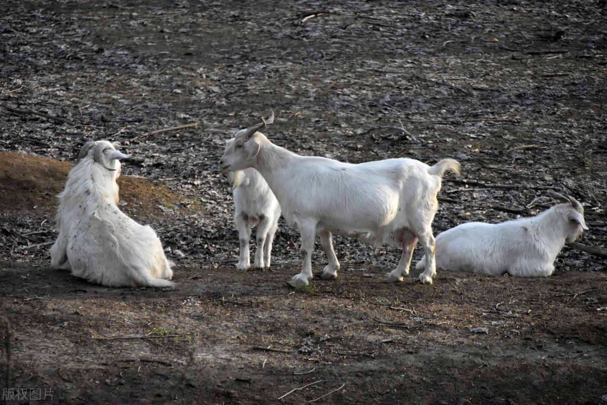 养50只公羊50只母羊能挣多少钱,养殖羊200只母羊一年可以赚多少钱