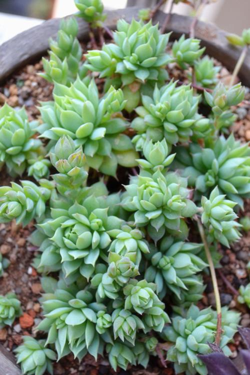 1000种多肉植物图鉴大全大图,景天科1000种多肉植物图鉴