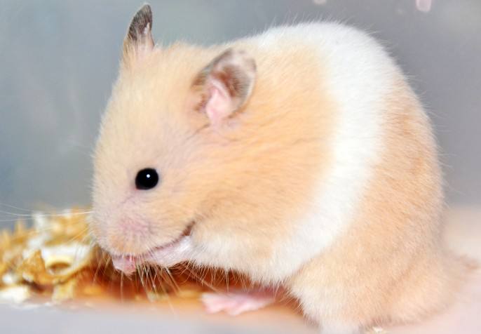 养金丝熊卫生吗,养宠物金丝熊