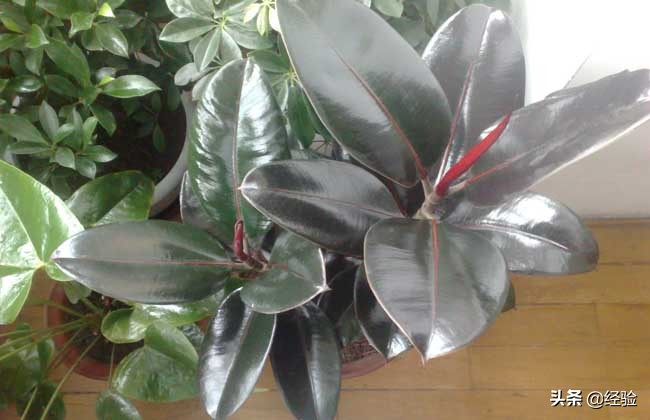 印度橡皮树的养殖方法视频讲解,橡皮树的养殖方法和注意事项大全