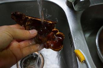 灵芝发霉有白色霉还能吃吗,发霉的灵芝的功效与作用