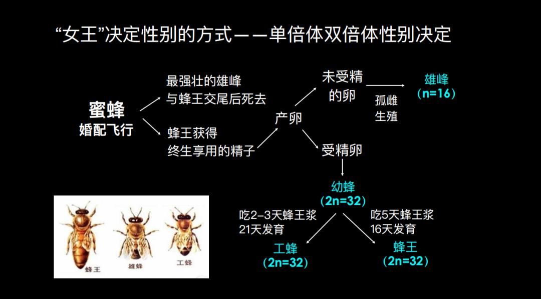 500万年后男性染色体会消失吗,未来男性会消失y染色体吗