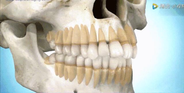 牙齿矫正选择了就不要轻易放弃,牙齿矫正刚开始就后悔了怎么办