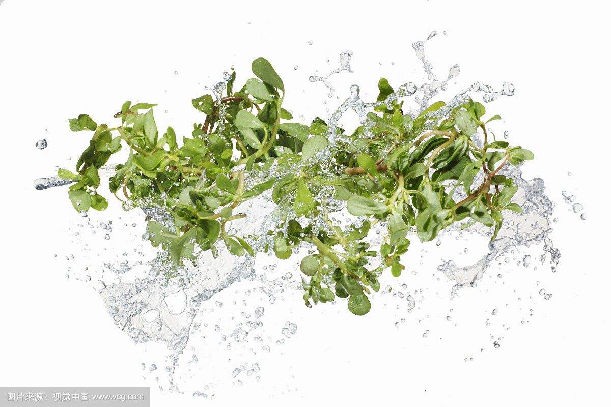 中药材马齿苋功效与作用,中药材马齿苋画法