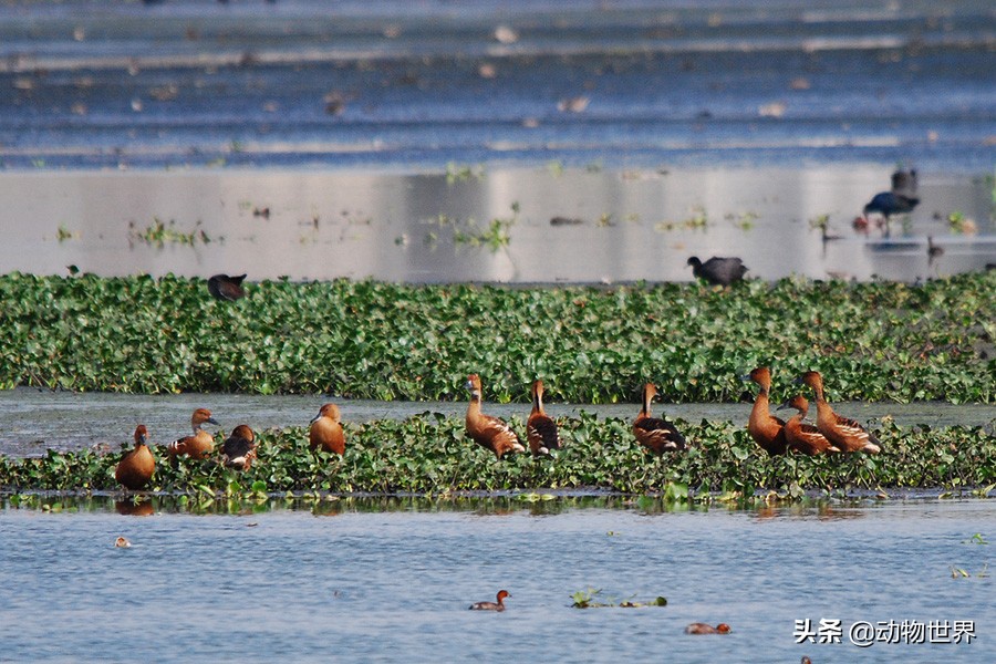 鸭子急促而又尖锐的叫声,鸭子的叫声是从哪里发出来的