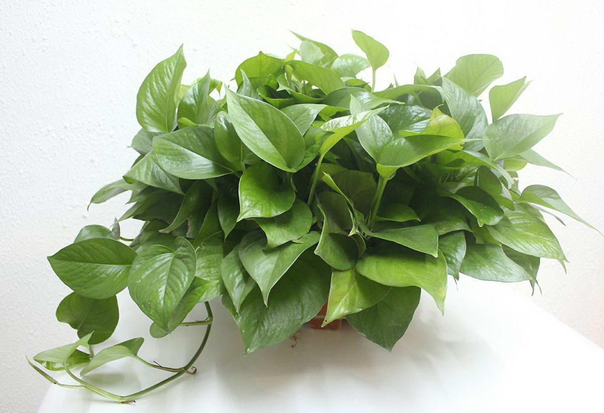 绿萝叶子发黄有斑点怎么养护,绿萝为什么叶子发黄应该怎样管理