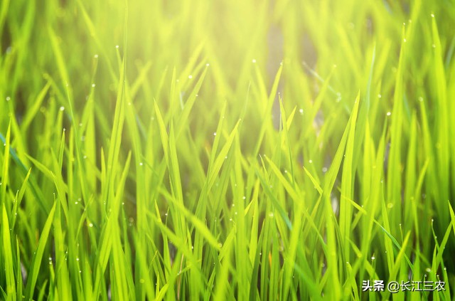 旱稻的栽培技术,四川旱稻栽培