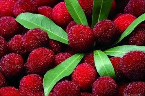 杨梅每一个大概有多少虫子,所有杨梅上都有果蝇吗