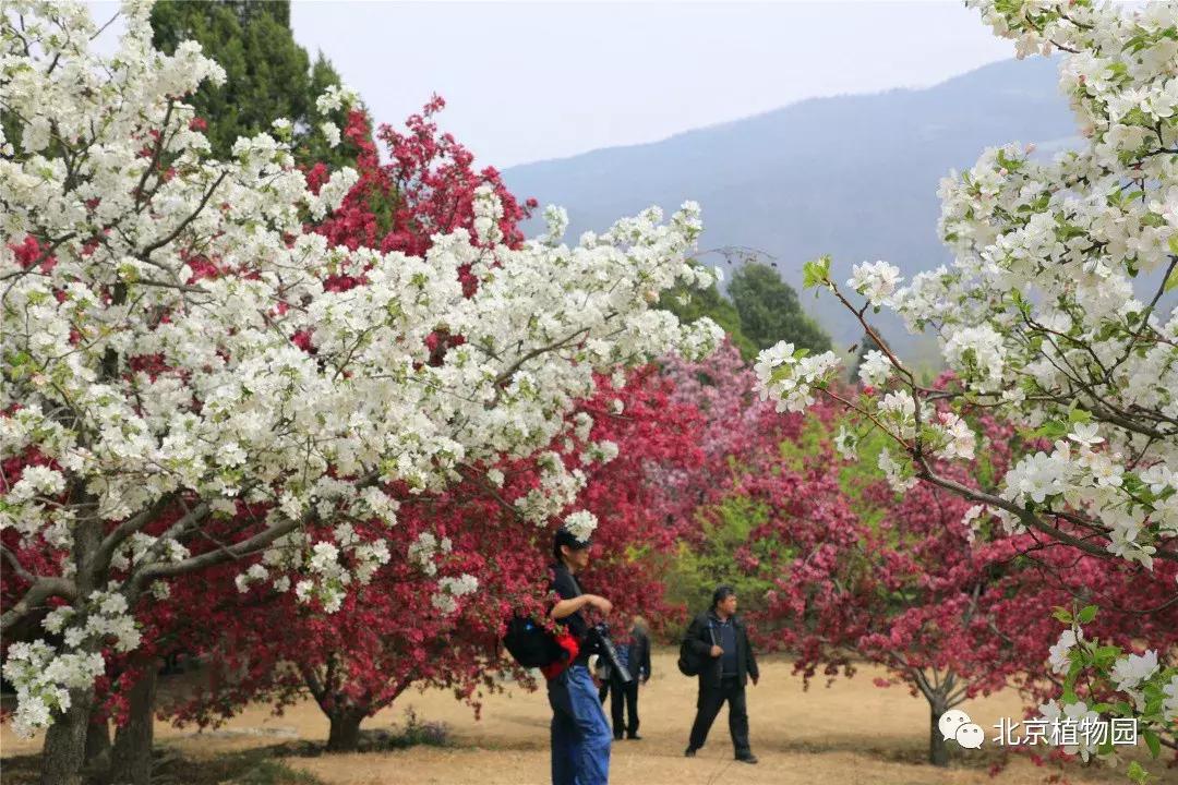 中国科学院植物研究所北京植物园,北京植物园有牡丹花还有什么花