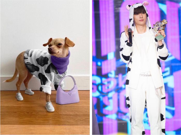 还在自嘲单身狗？快醒一醒！看看汪星人都拥有LV限量款了