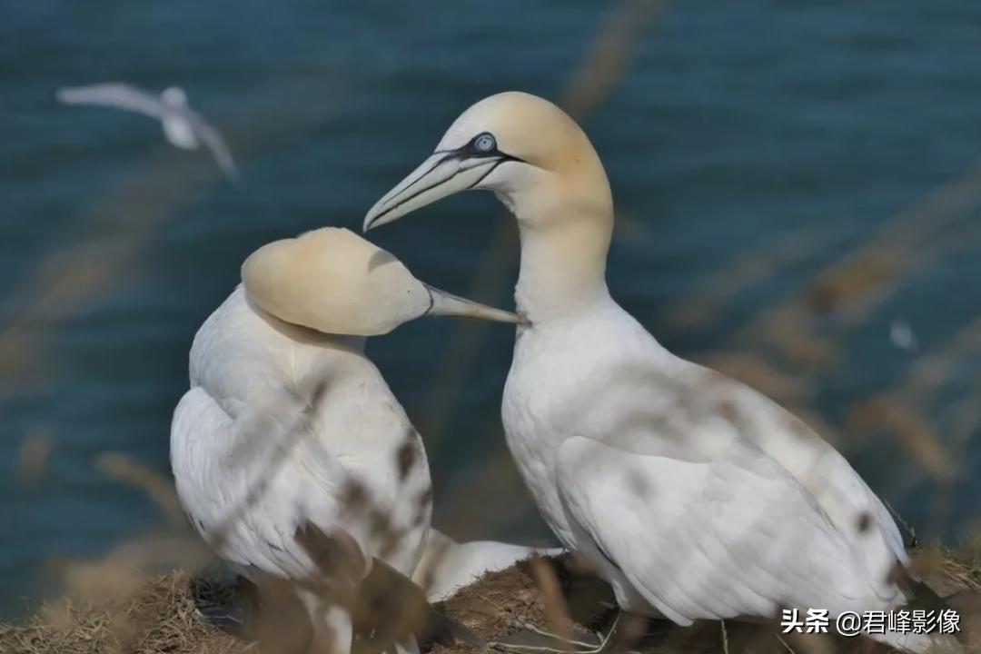 徕卡和哈苏哪个更保值一些,预算够用的话选徕卡还是选哈苏