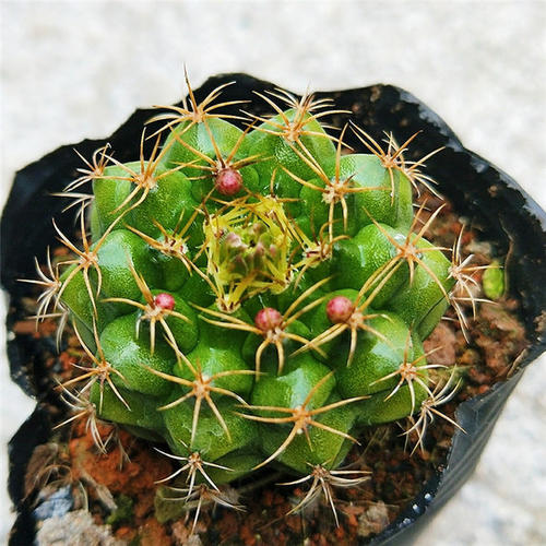 101个仙人球品种,101种仙人球开花图片