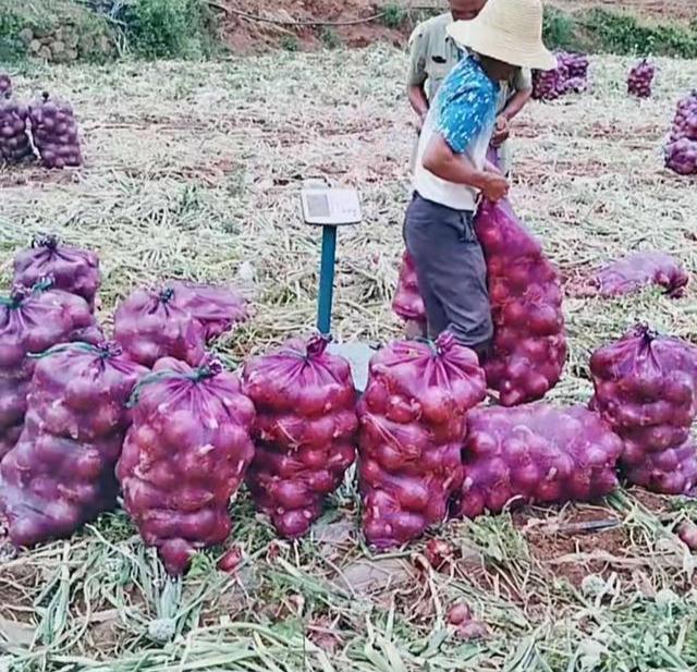 收大蒜可以赚多少钱,收购大蒜一亩多少钱