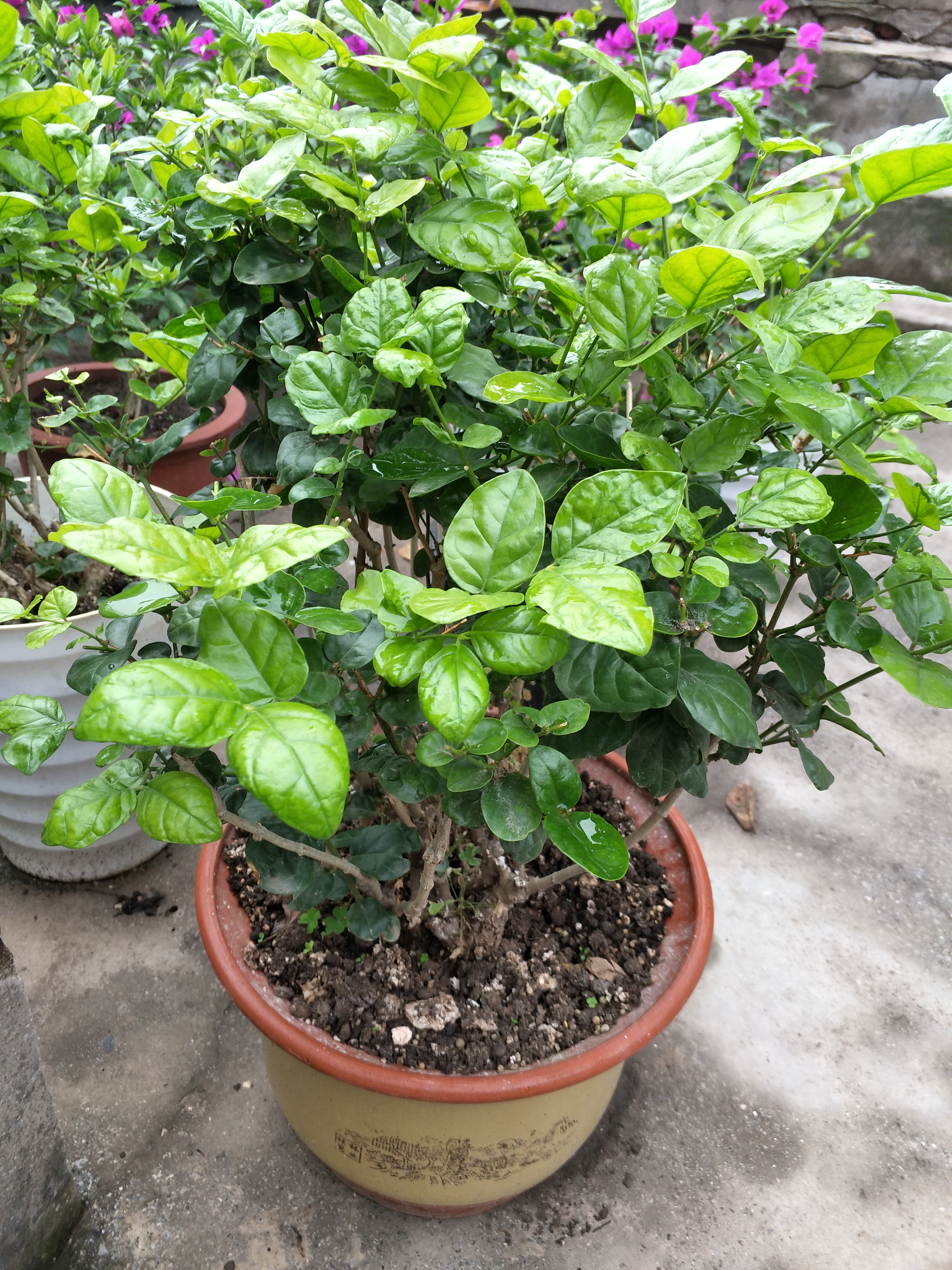 茉莉花叶片掉光怎么办,茉莉花叶片干枯掉落怎么办