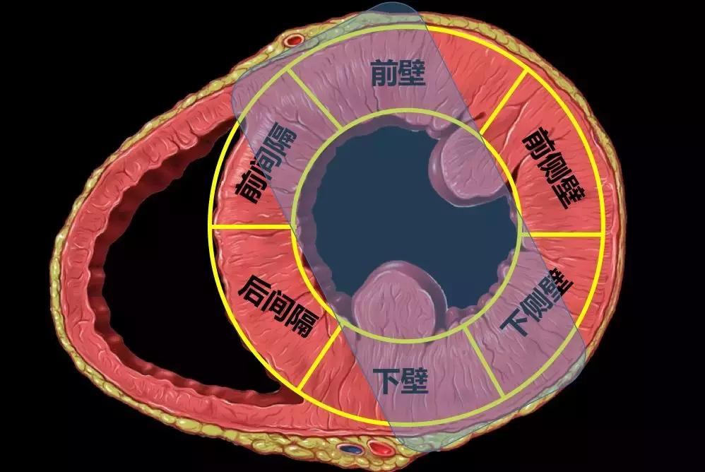 心电图和心脏彩超以哪个为准,心电图和心脏超声是一样吗