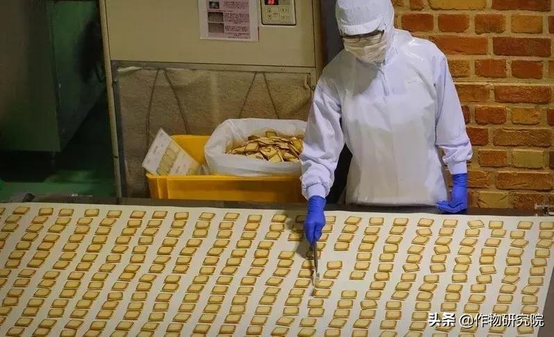 日式网红薄饼干,日本饼干伴手礼