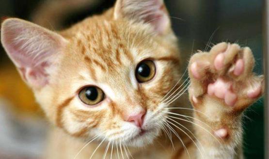 刚到家的小猫咪挠东西怎么办啊,新到家猫咪抓挠床怎么办