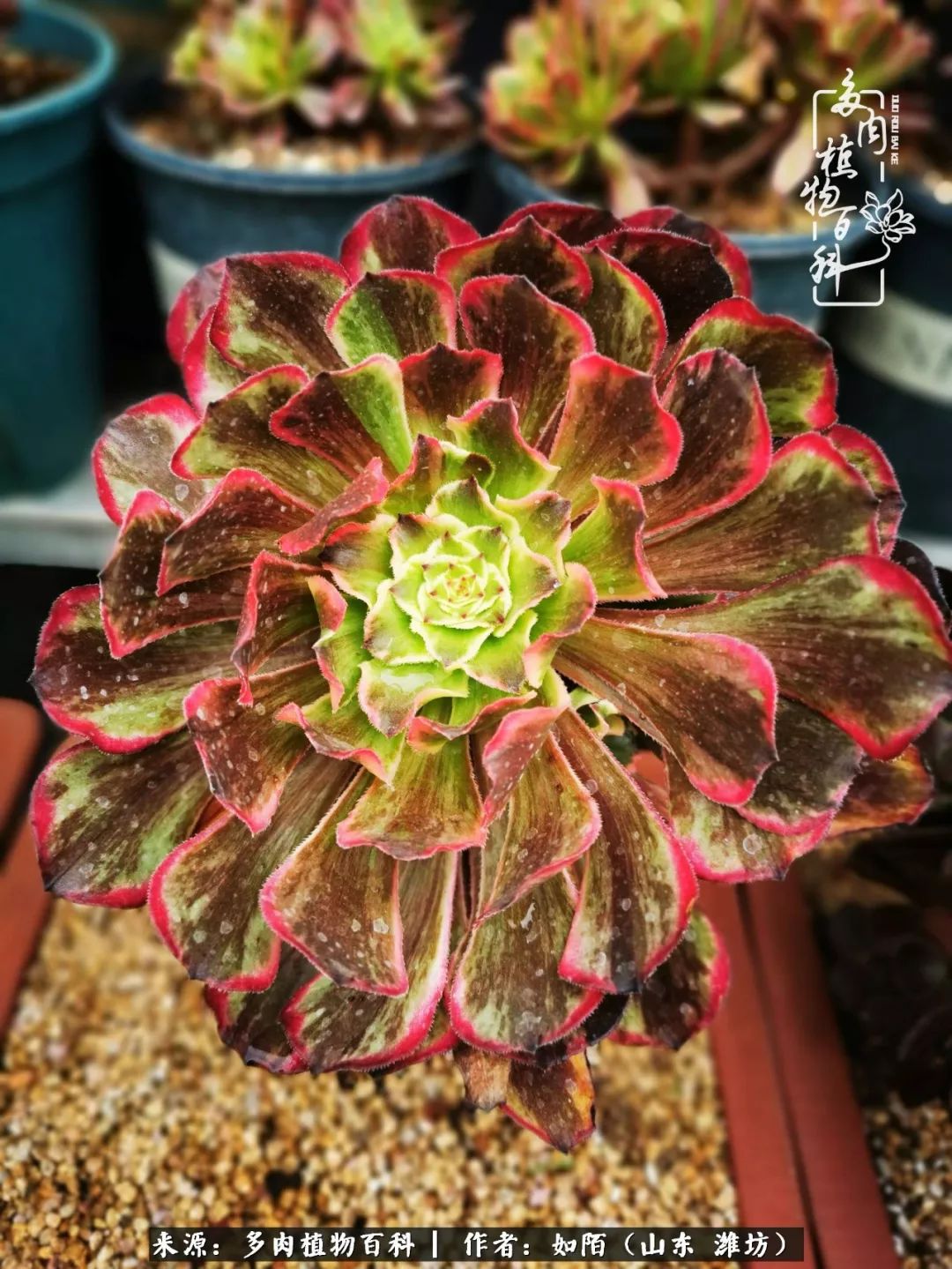 凤凰涅槃，浴火重生！多肉法师圣斗士们的秋天！（附养护经验）