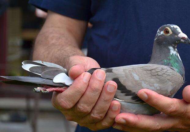 幼鸽屁股辨雌雄,幼鸽分辨公和母最准确的方法