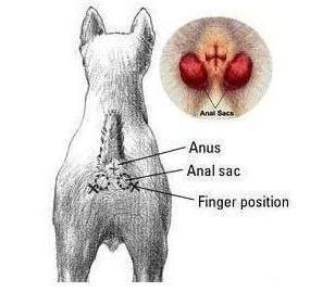 不会给狗狗挤肛门腺?教你几招,轻松解决臭味道来源