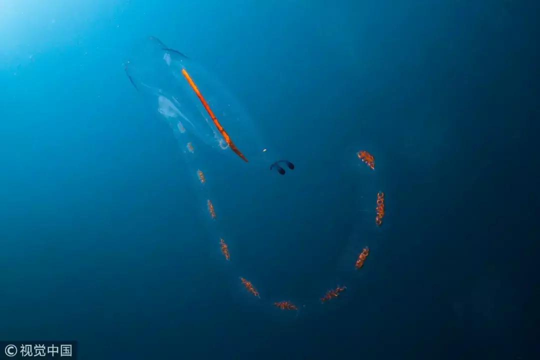 认识鲨鱼斑马恐龙等10种动物,六角恐龙海底生物