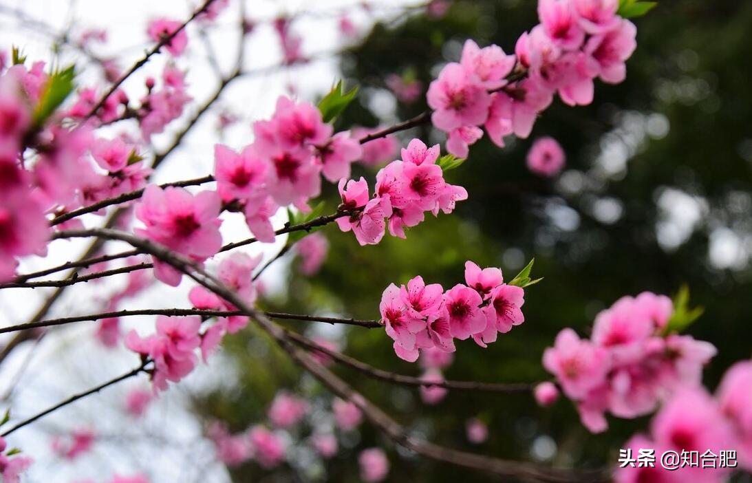 合肥网红打卡地完整版,520合肥网红打卡地