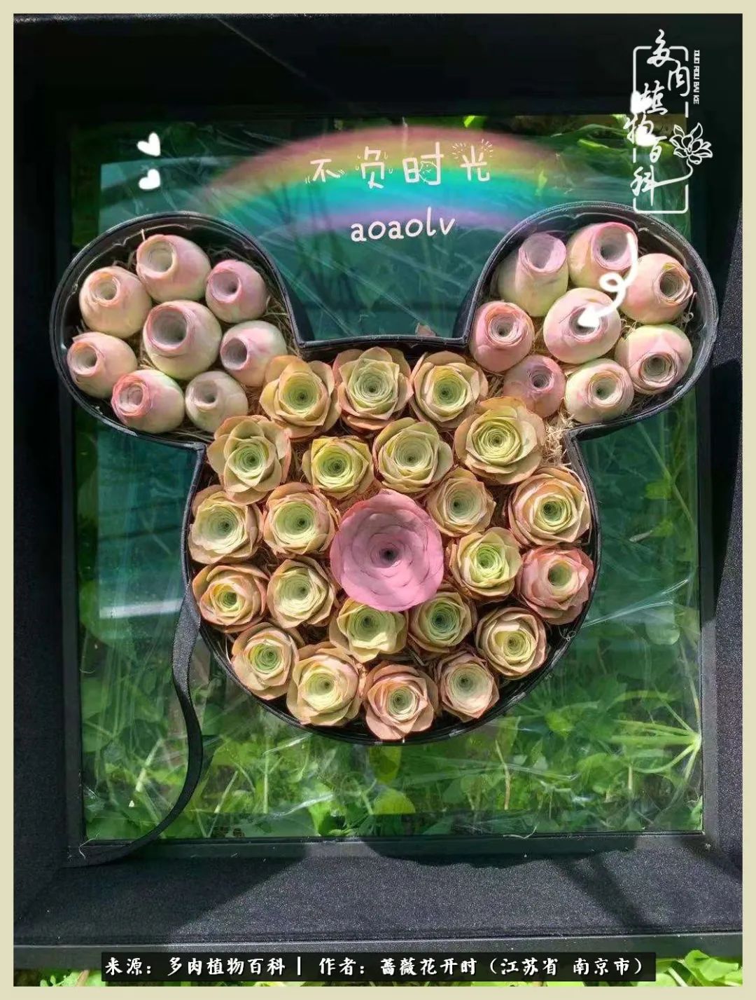 又见颜的妩媚，色的诱惑！这些山地玫瑰礼盒惊艳了眼眸