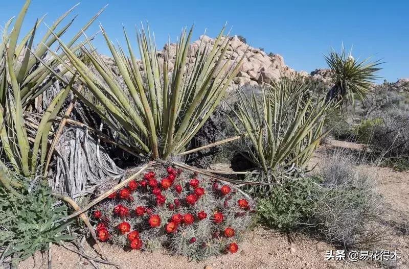 丝兰凤尾兰剑麻就是同一种植物吗,龙舌兰和剑兰的区别图片