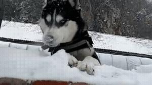 爆笑GIF：你敢出想法我就敢出人力，这就是农村的超神建筑队