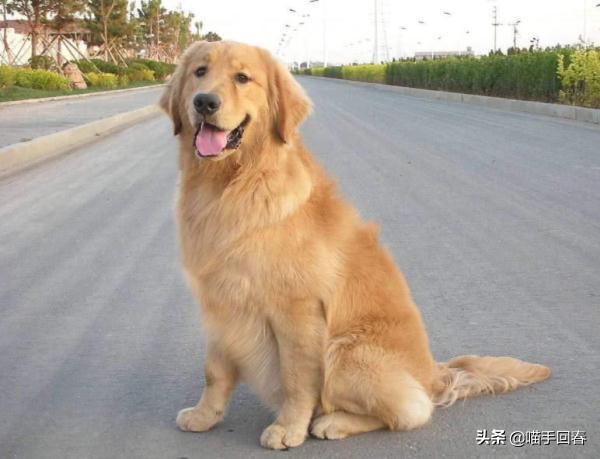 金毛半夜哈气走动不睡觉,金毛突然很暴躁对人龇牙咧嘴