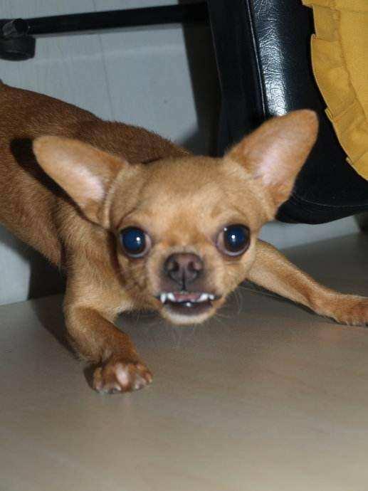 吉娃娃饲养注意事项,喂吉娃娃注意事项