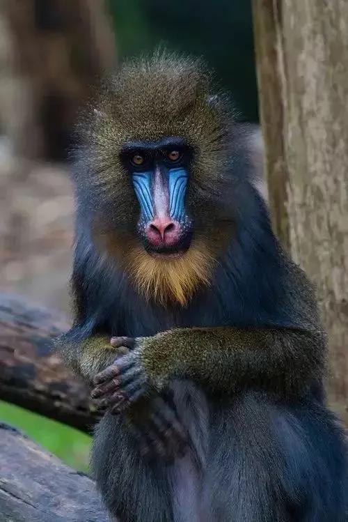 全世界总共有几种猴子,世界上最稀有的猴子是哪种猴子