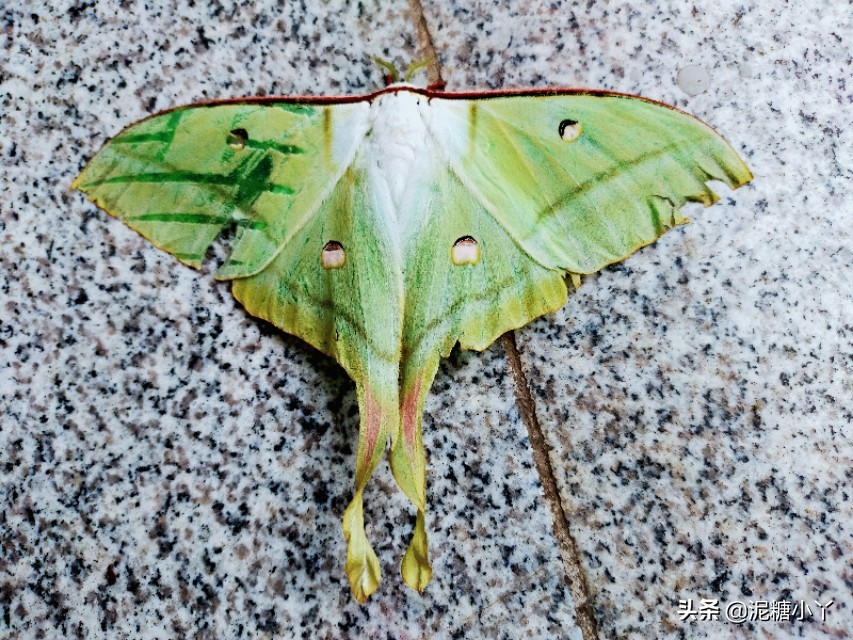 农村常见六种虫子,农村最常见的五种危险虫子