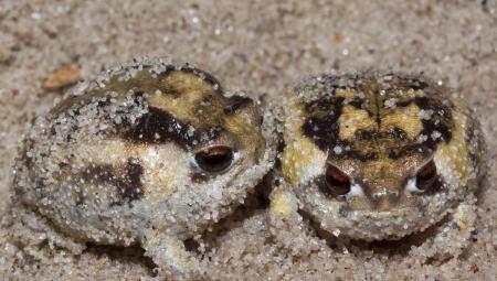 馒头蛙蝌蚪,馒头蛙蝌蚪形态