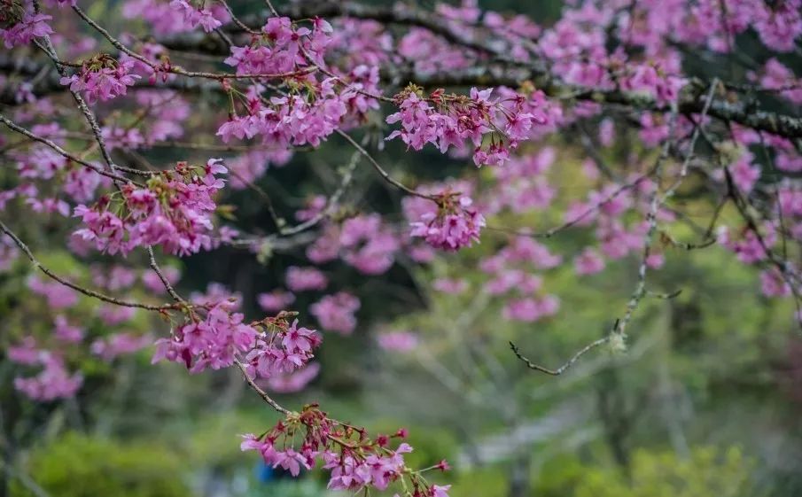 太美了开往春天的列车,这些开往春天的列车简直美呆了