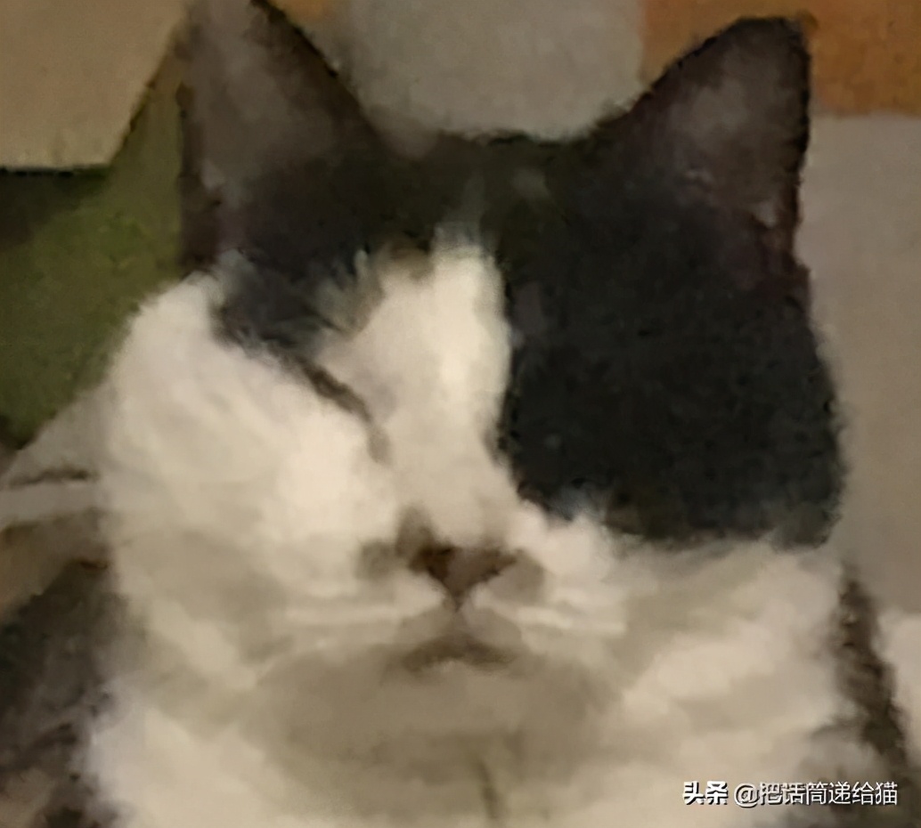 一只猫被另一只打,一只猫被两个人打