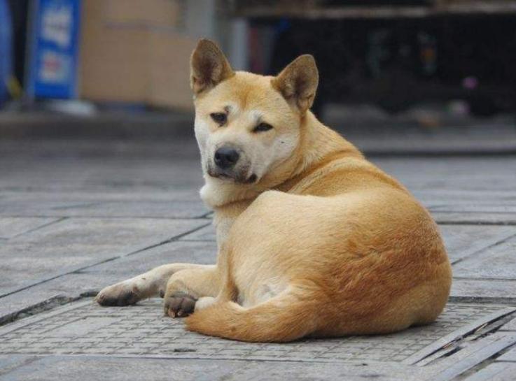 养狗“首选”这6种狗,五种好养又不贵的狗你养了吗