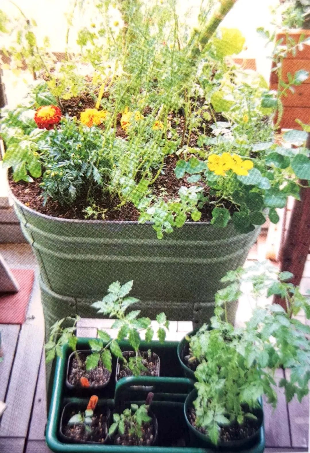 适合阳台盆栽的蔬菜混种搭档，通通收集在此