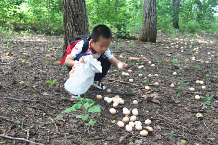 喂萌宠，捡鸡蛋，大自然里快乐多，精诚文化学校暑期班走进大自然