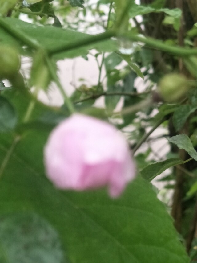 野外的石头能捡回家吗,野外的水烧开了能喝吗