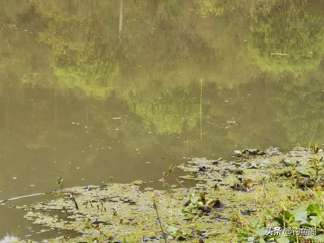野生草鱼打窝用什么饵料,野生大草鱼怎么钓