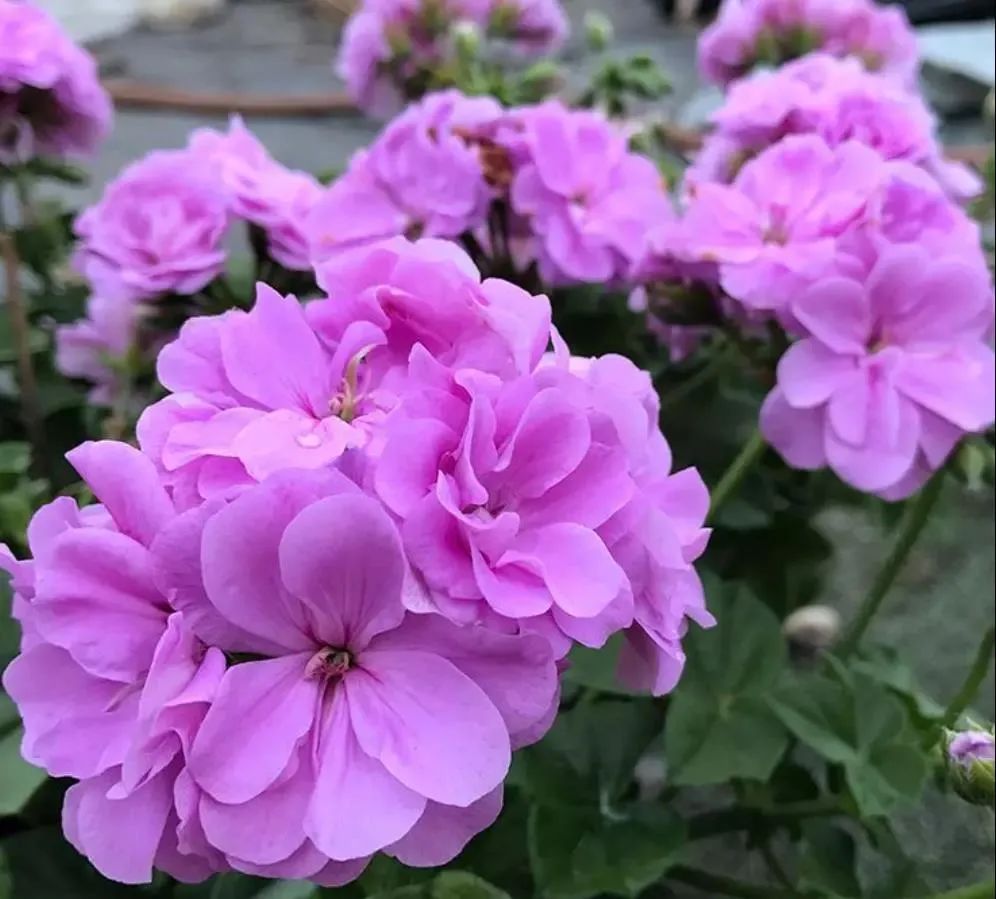 盘点世界各国国花你最喜欢哪种,什么品种的国花好