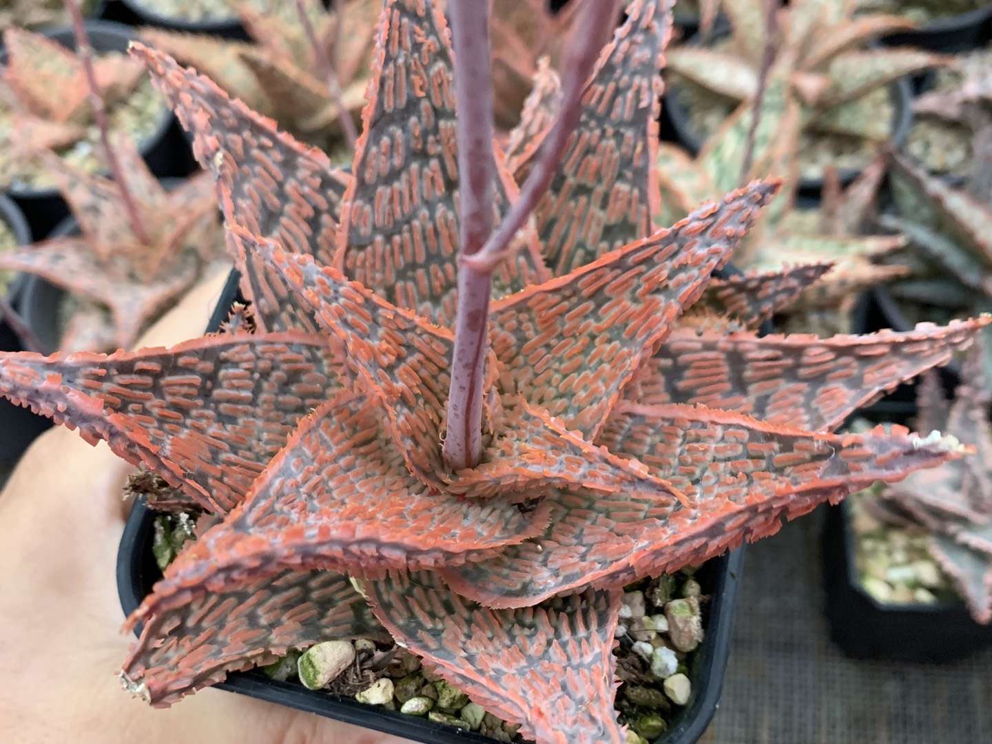 园艺观赏芦荟,园艺芦荟图鉴说明