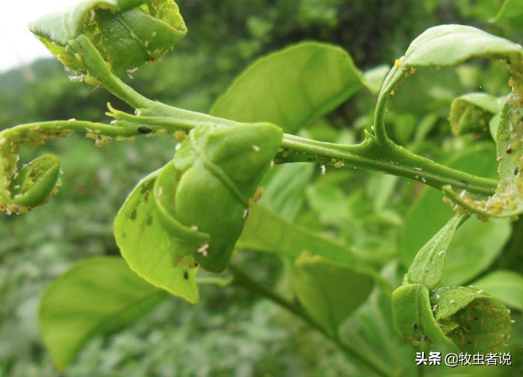 柑橘返青的原因,柑橘叶片打卷怎么办