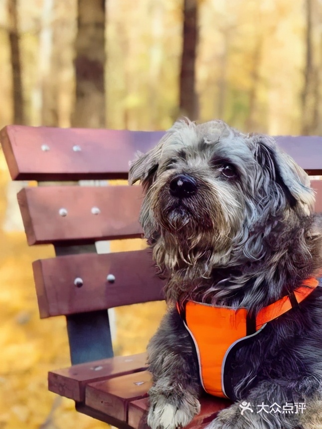 北京可以带宠物好玩的地方,北京宠物公园